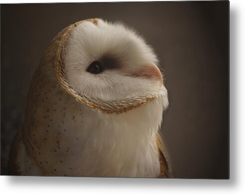 Barn Owl 4 Metal Print featuring the photograph Barn Owl 4 by Ernest Echols