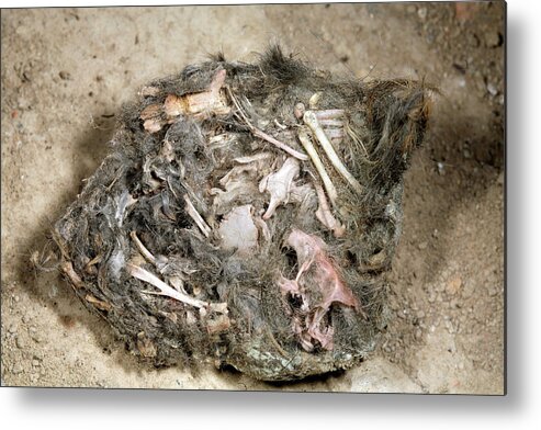 Prey Metal Print featuring the photograph Barn Owl Pellet by Dr Morley Read/science Photo Library