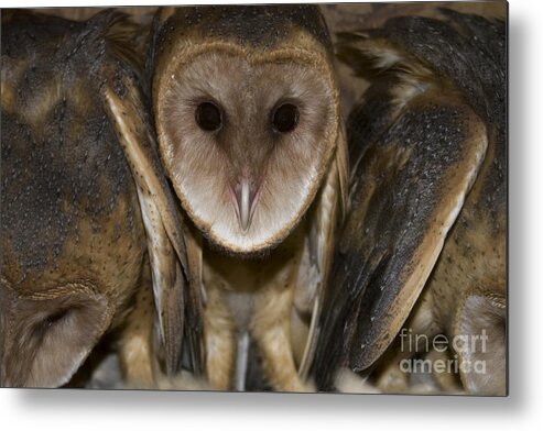 Barn Metal Print featuring the photograph Barn Owls by Reva Dow