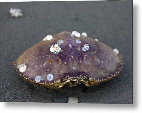 Crab Metal Print featuring the photograph Barnacled Crab Shell by Josh Bryant