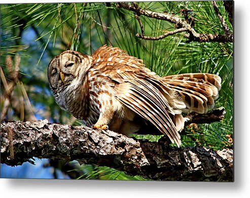 Alert Metal Print featuring the photograph Barred Owl on limb by Ira Runyan