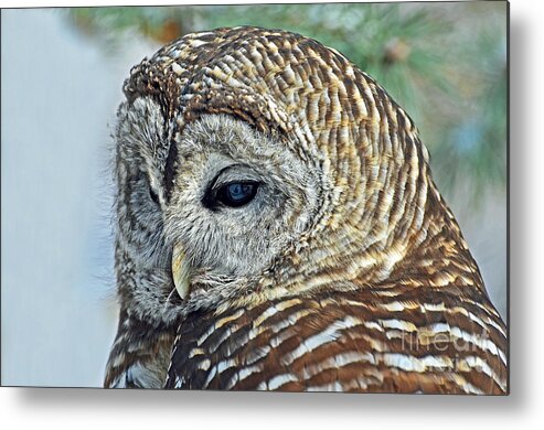 Owl Metal Print featuring the photograph Barred Owl Portrait by Rodney Campbell