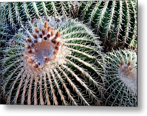Care Metal Print featuring the photograph Barrel Cacti by Steve@colorado