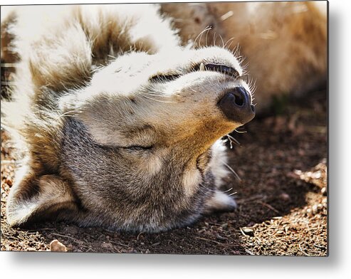 Animal Metal Print featuring the photograph Basking in the Sun by Brian Cross