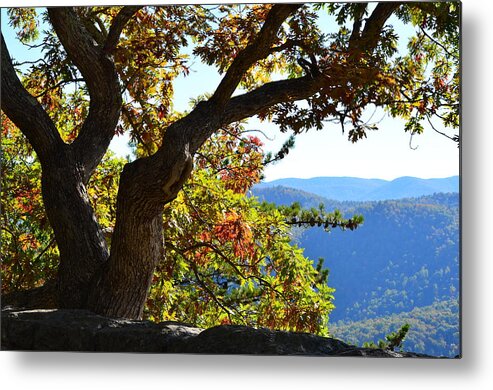 Trees Metal Print featuring the photograph Basking In The Sunlight by Cathy Shiflett