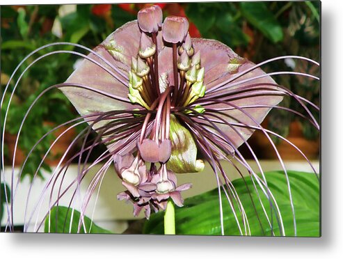 Tacca Chantrieri Metal Print featuring the photograph Bat Flower by Devalyn Marshall