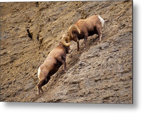 Bighorn Sheep Metal Print featuring the photograph Battering Rams by Aaron Whittemore