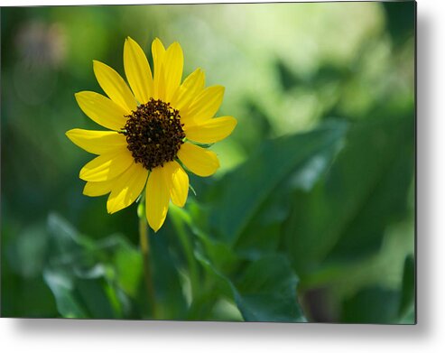 Beach Sunflower Metal Print featuring the photograph Beach Sunflower by Randi Kuhne