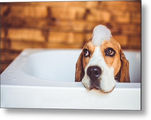Pets Metal Print featuring the photograph Beagle dog having a bath by AleksandarNakic
