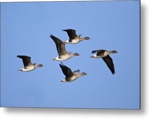 Feb0514 Metal Print featuring the photograph Bean Geese Flying England by Duncan Usher