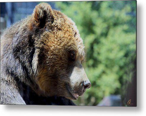 Bear Metal Print featuring the photograph Bear by Chris Thomas