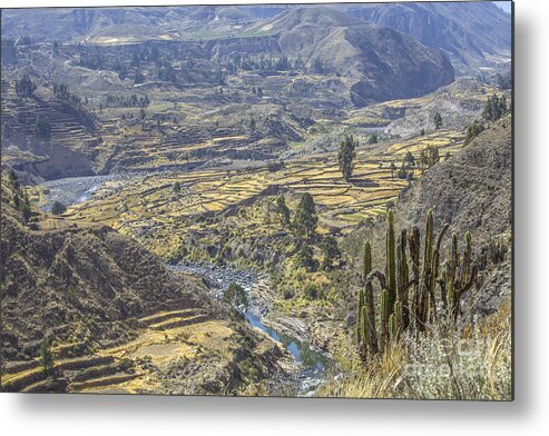 Colca Canyon Metal Print featuring the photograph Beautiful Colca Canyon by Patricia Hofmeester