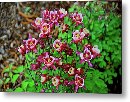 Columbine Metal Print featuring the photograph Beautiful Columbine  by Ed Riche