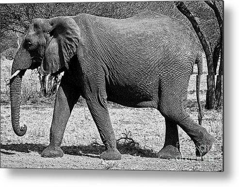 Elephant Metal Print featuring the photograph Beautiful Elephant Black And White 45 by Boon Mee