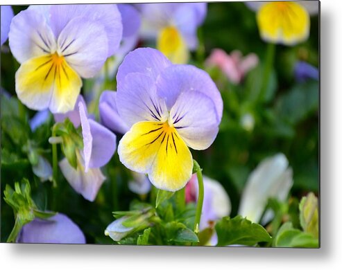 Wildlife Metal Print featuring the photograph Happy Flowers by Alex King