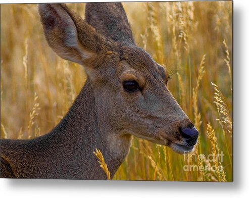 Wildlife Metal Print featuring the photograph Beautiful Girl by Barbara Schultheis