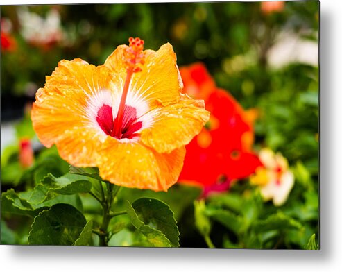 Beautiful Metal Print featuring the photograph Beautiful Hibiscus by Raul Rodriguez