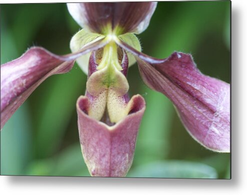 Orchid Metal Print featuring the photograph Beautiful lady slipper by Sue Morris