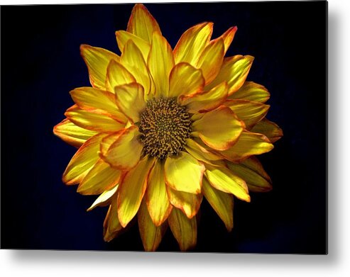 Daisy Prints Metal Print featuring the photograph Beautiful Petals by Kristina Deane