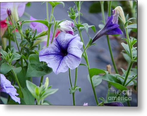 Petunias Metal Print featuring the photograph Beautiful Petunias by Wilma Birdwell