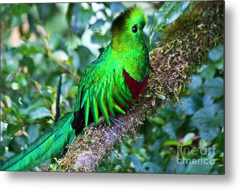 Bird Metal Print featuring the photograph Beautiful Quetzal 2 by Heiko Koehrer-Wagner