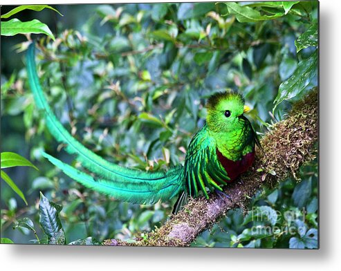 Bird Metal Print featuring the photograph Beautiful Quetzal 3 by Heiko Koehrer-Wagner