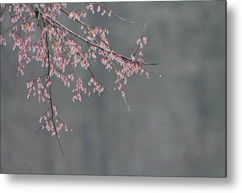 Tree Metal Print featuring the photograph Beauty Awaiting by Jessica Brown