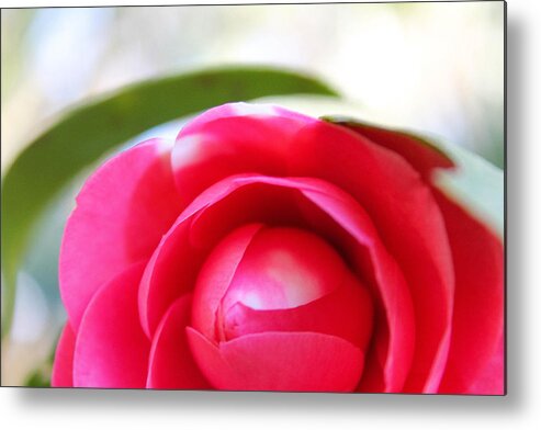 Flower Metal Print featuring the photograph Beauty in bloom by Jessica Brown