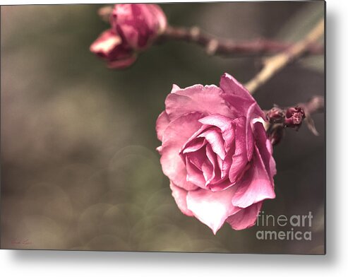 Pink Metal Print featuring the photograph Beauty is a Light in the Heart by Linda Lees