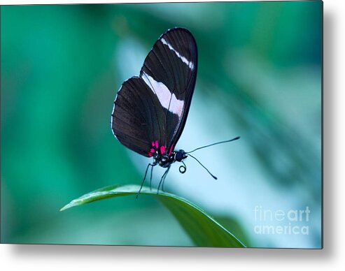 Costa Rica Metal Print featuring the photograph Beauty Of Costa Rica by Bob Christopher