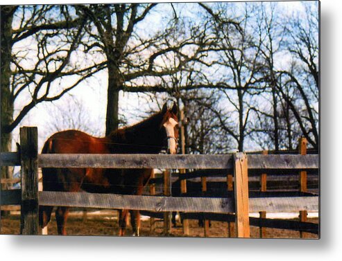 Horse Metal Print featuring the photograph Beauty Waiting by Kay Novy