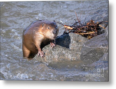 Beaver Metal Print featuring the photograph Beaver by John Greco