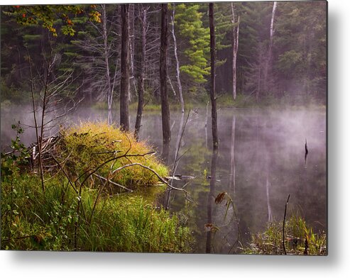 Pond Metal Print featuring the photograph Beaver Lodge by Tom Singleton