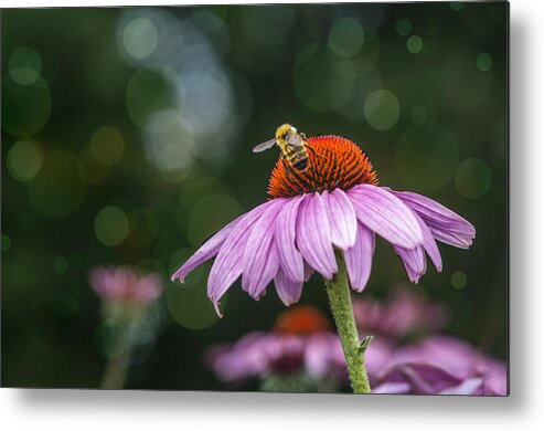 Textured Metal Print featuring the photograph Bee and Bokeh by Cathy Kovarik