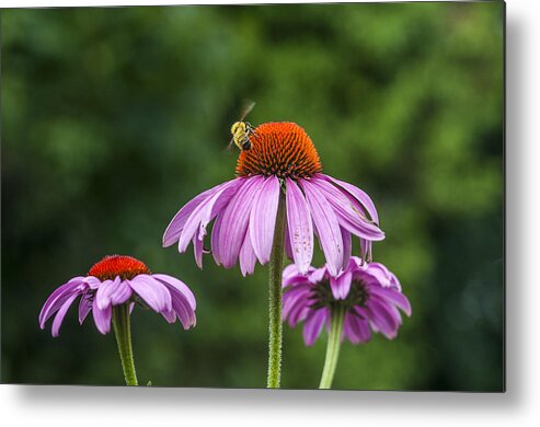 Bee Metal Print featuring the photograph Bee and Flowers by Cathy Kovarik