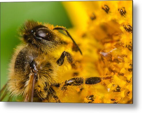 Macro Metal Print featuring the photograph Bee at work by Tin Lung Chao
