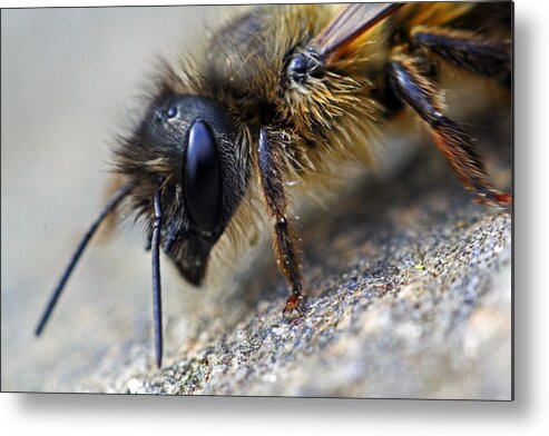 Insects Metal Print featuring the photograph Bee Careful by Jennifer Robin