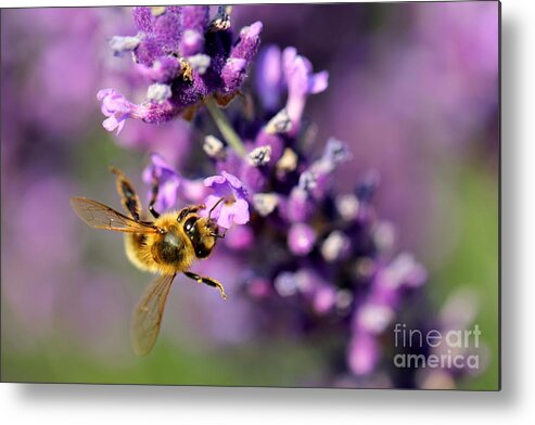 Bee Metal Print featuring the photograph Bee on the Lavender Branch by Amanda Mohler