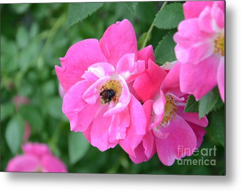 Bee Metal Print featuring the photograph Bee Rosy by Laurel Best