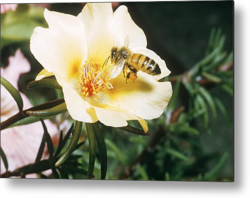 Animal Metal Print featuring the photograph Bee by W Treat Davidson