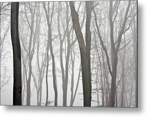 Scenics Metal Print featuring the photograph Beech Forest by Vidok