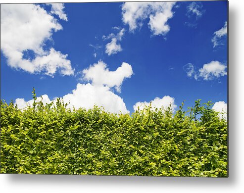 Hedge Metal Print featuring the photograph Beech Hedge with blue sky by Chevy Fleet