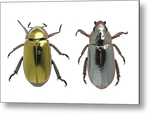 Arthropod Metal Print featuring the photograph Beetles with metallic iridescence by Science Photo Library