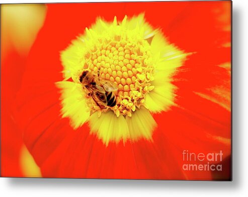Bee Metal Print featuring the photograph Beeutiful by Lisa Billingsley