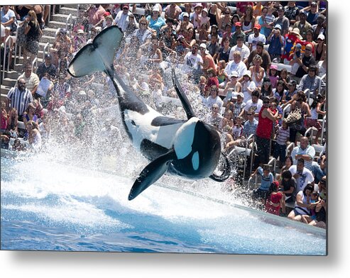 Sea World Metal Print featuring the photograph Before the strike by Nathan Rupert
