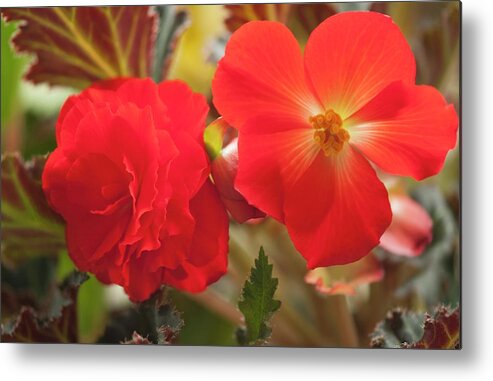 May Metal Print featuring the photograph Begonia (begonia Tuberosa) In Flowers by Maria Mosolova/science Photo Library