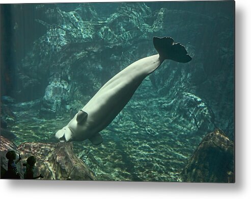 Aquarium Metal Print featuring the photograph Beluga Whale and Children by Gregory Scott