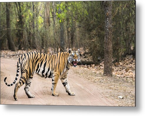 Natural Pattern Metal Print featuring the photograph Bengal tigress crossing track in sal forest by James Warwick