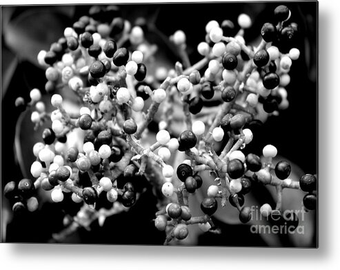 Berries Metal Print featuring the photograph Berries by Clare Bevan