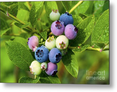 Berry Metal Print featuring the photograph Berry Fresh 2 by Sharon Talson